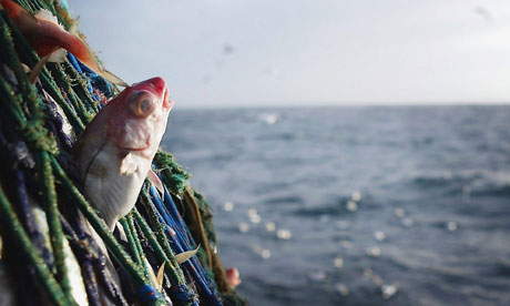 Un haddock pris dans un filet écossais. Christopher Furlong/Getty Images